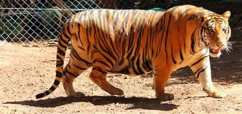 BG-28-01-2013-122_800px-800x500