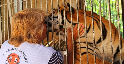 TIGER-Brigitte_960x500