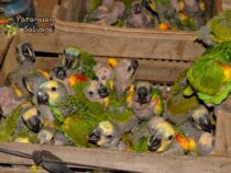 Der Gesang des Dschungels wird zum Schweigen gebracht