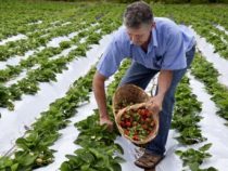 Erdbeersaison beginnt mit Preisen von 60.000 Gs. pro Kilo