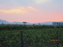 Frostwarnung der Wetterbehörde