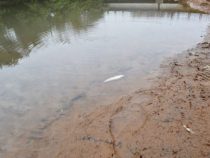 Fischsterben in Pirayú