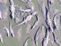 SEAM will Wildtiere umsiedeln