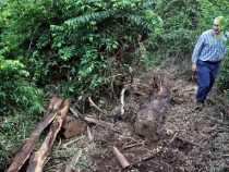 Morddrohungen wegen Waldreservat