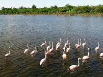 Geschichte und Natur im Chaco