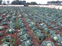 Der Gemüsemarkt bricht ein