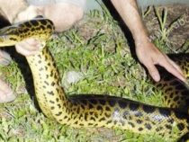 Schlangen statt Fische