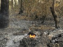 Unkontrollierte Wald- und Wiesenbrände