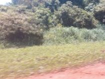 Mennonitische Sojalandwirte denunziert