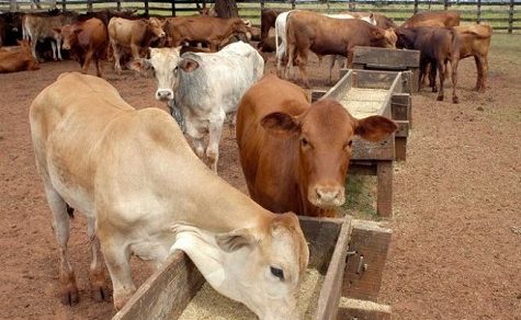 Weltweiter Fleischhunger: Paraguay füllt die Lücken des Giganten Brasilien