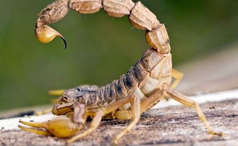 Vorsicht vor Skorpionen: Gesundheitsministerium warnt Bevölkerung und gibt Verhaltenstipps