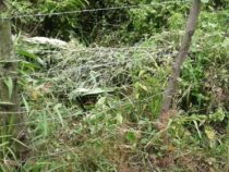 Ein grausames Verbrechen mit geständigem Täter