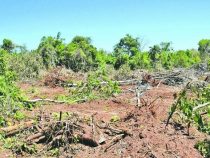 Staatsanwaltschaft ermittelt wegen illegaler Abholzung