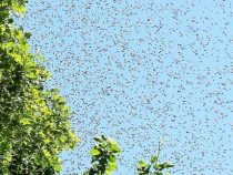 Mehr als 100 Bienenstiche überlebt