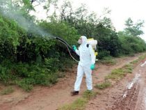 Heuschreckenplage: Notstand für Boquerón gefordert
