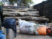 Mennonit zeigt Abholzung an