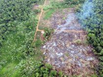 Morombi Reservat könnte zur Drogenhandel Route werden