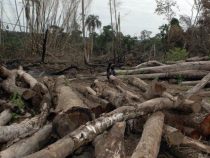 Paraguay ist der Champion in der Entwaldung