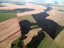 Wetter beeinflusst Sojaernte