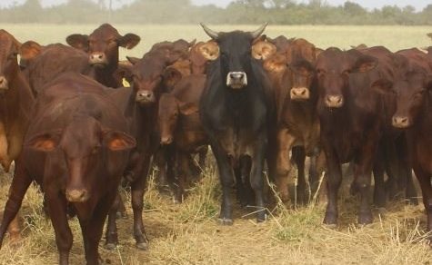 Fallender Dollarkurs lässt Viehzüchter bangen und erfreut Konsumenten