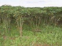 Seltsames Verschwinden einer Frau