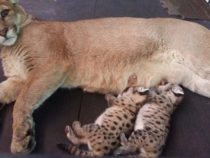 Pumas, Papageien und Schildkröten