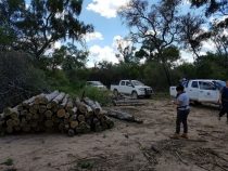 Abholzung im Chaco ohne Folgen