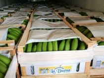 Paraguay, ein Bananenland