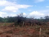 Mennonit und Holzfäller