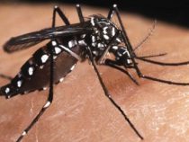 51 Tote durch Dengue