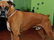 Halter von Tieren im Fokus der Justiz