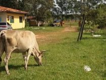 Caminera auf Rinderjagd