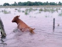 Über 450.000 Rinder in Gefahr