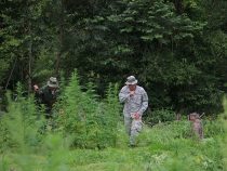 Abholzung für den Anbau von Marihuana