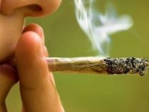 Der Konsum von Alkohol ist schlimmer als von Marihuana