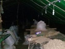 30 Tonnen Marihuana und 17 Verhaftungen