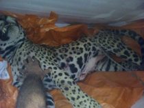Weswegen wurde der Jaguar erschossen?