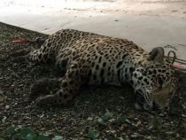 Jaguar im Stadtzentrum von Loma Plata liquidiert