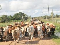 Das Leid der Milch- und Käseerzeuger