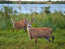 Drei Jahre Haft für übertriebenes Jagdfieber