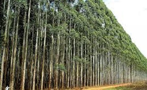 Agroindustrie in Itapúa: Eukalyptus-Aufforstung sichert künftigen Energiebedarf