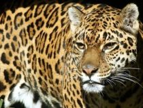 Jaguar im Chaco: kein Menschenfreund