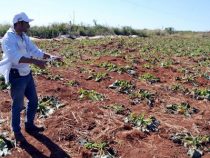 Frost sorgte für hohe Verluste in der Landwirtschaft
