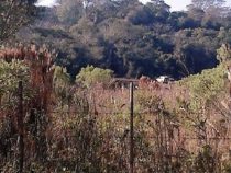 Konflikt in Nueva Italia