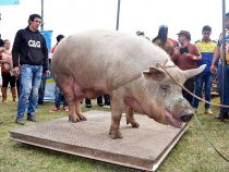 Mehr als 50.000 Besucher auf dem Schweinefest