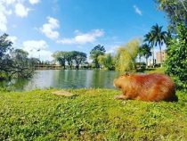 Das letzte Schwein kommt nach Independencia