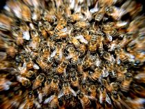 Ein Insektizid, das einige Arten in Paraguay gefährdet