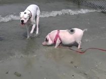 Hund und Schwein verletzten Kleinkinder schwer
