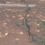 Giftschlange versetzt Schüler in Angst und Schrecken