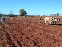 Wieder im Aufwärtstrend: Der Maniok